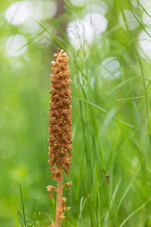 Orchid orchid in the meadow. In the background is water and green plants.の写真素材