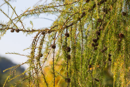Larch tree branches. There are small cones on the tree.の写真素材