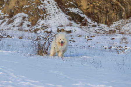 Samoyed - Samoyed beautiful breed Siberian white dog. The dog stands on a snowy path by the bushes...