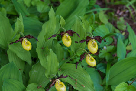 Cypripedium calceolus beautiful yellow flower on green background with nice bokeh.の写真素材