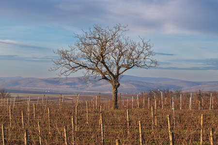 Winter landscape in South Moravia in the Czech Republic in Europe. Vineyards after winter in Palava.の写真素材
