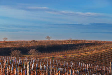 Winter landscape in South Moravia in the Czech Republic in Europe. Vineyards after winter in Palava.の写真素材