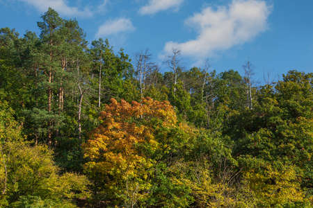 Beautiful colored trees. The sky is blue with white clouds.