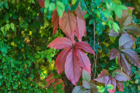 Autumn bushes turn red. Against the background of green bushes.