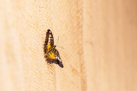 Big colorful butterfly sitting on a green plantの写真素材