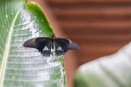 Big colorful butterfly sitting on a green plantの写真素材