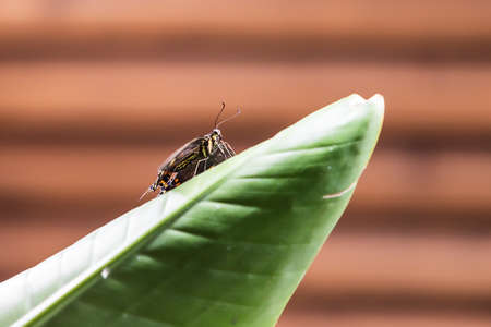 Big colorful butterfly sitting on a green plantの写真素材