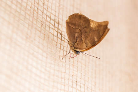 Big colorful butterfly sitting on a green plantの写真素材