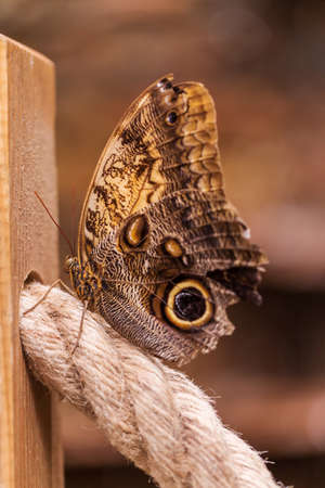 A large colorful butterfly hatched in a butterfly hatcheryの写真素材