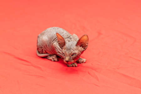 Sphynx cat - a small two-month-old kitten. Hairless cat breedの写真素材