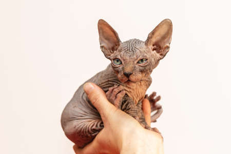 Sphynx cat - a small two-month-old kitten. Hairless cat breed