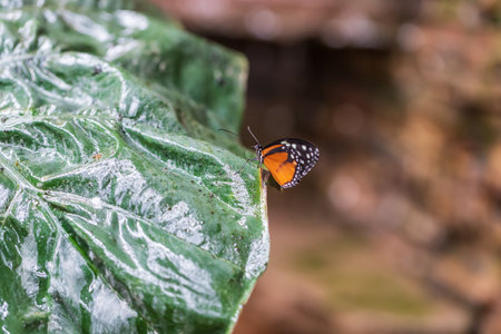 Big colorful butterfly sitting on a green plant