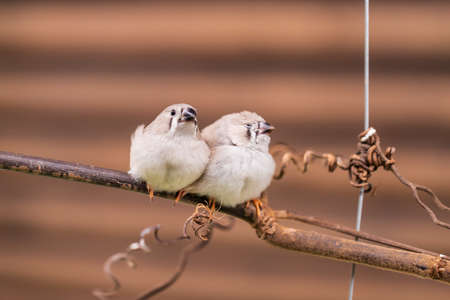 Little bird sitting on a twig in the aviaryの写真素材