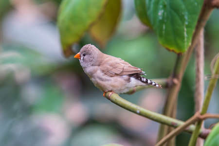 Little bird sitting on a green twig in nature.