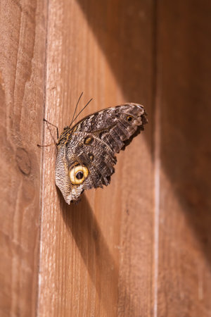 Big colorful butterfly sitting on a green plantの写真素材