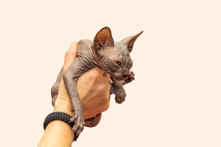 Sphynx cat - a small two-month-old kitten. Hairless cat breed
