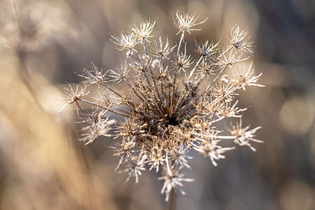 Dry grass flower in the meadow. The background is nice bokeh.