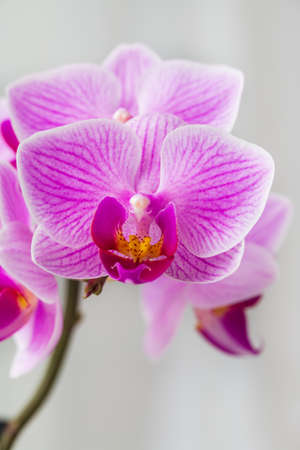 Indoor pink flower Orchid in a pot is on the windowsill by the windowの写真素材