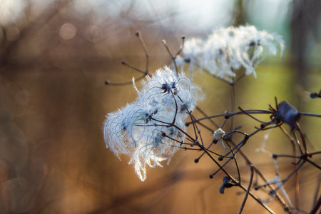 Winter plants in the countryside. Nice bokeh.の写真素材