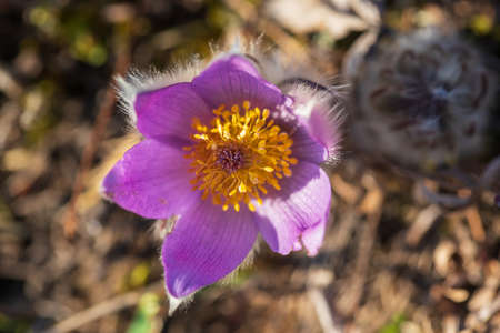 Pasque flowers on spring field. Photo Pulsatilla grandis with nice bokeh.