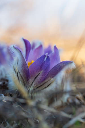 Pasque flowers on spring field. Photo Pulsatilla grandis with nice bokeh.