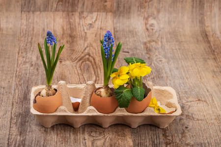 Spring Easter theme. Decoration of eggs and flowers.の写真素材