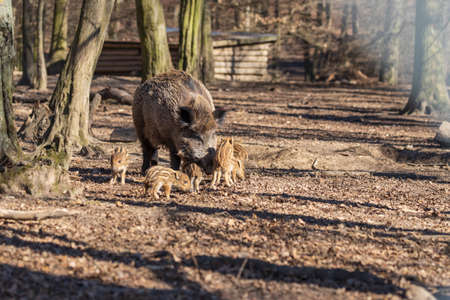 Wild boar - Sus scrofa - in the forest and by the in its natural habitat. Photo of wild nature.の写真素材