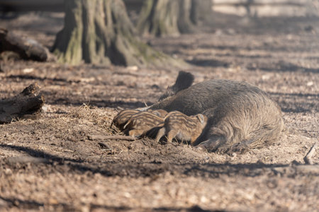 Wild boar - Sus scrofa - in the forest and by the in its natural habitat. Photo of wild nature.の写真素材