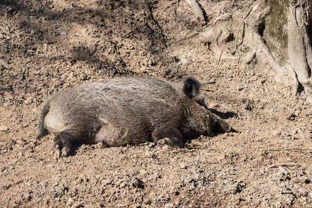 Wild boar - Sus scrofa - in the forest and by the in its natural habitat. Photo of wild nature.