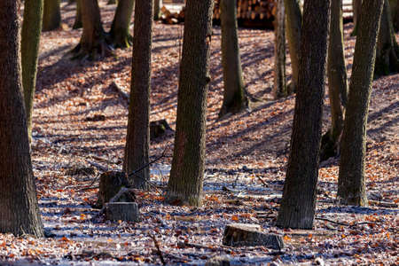 Spring forest. Tall trees without leaves in the afternoon sun.の写真素材