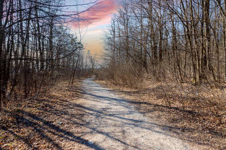 Dirt road through the woods. In the background is a sunny sky.