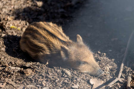 Wild boar - Sus scrofa - in the forest and by the in its natural habitat. Photo of wild nature.