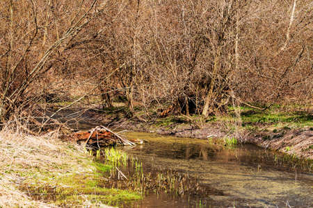 Spring landscape with water. Willows grow around the water.の写真素材