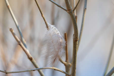 Floodplain forest and willow - Salix caprea. Water flows around the trees. The landscape is...