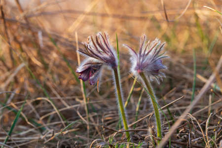 Spring purple flower in the meadow - Grasshopper - Pulsatilla pratensis at sunset.の写真素材