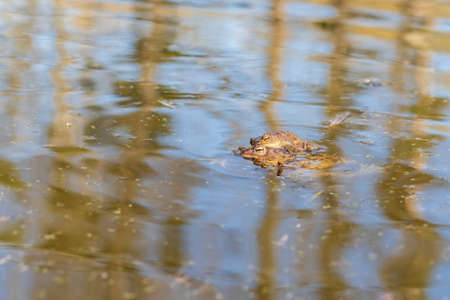 A large green frog in its natural habitat. Amphibian in water. Beautiful toad frog. Nice bokeh.の写真素材