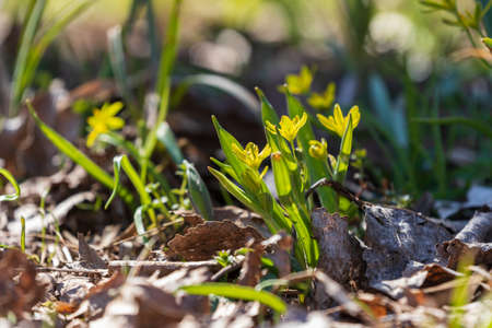 Spring landscape in the meadow. Nice bokeh background.の写真素材