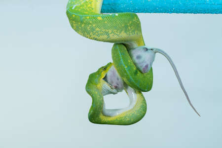 Corallus caninus - green snake coiled into a ball.