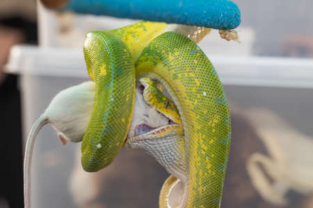 Corallus caninus - green snake coiled into a ball.