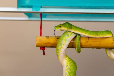 Corallus caninus - green snake coiled into a ball.