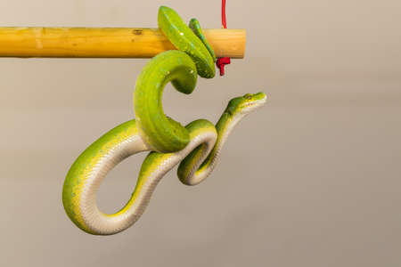Corallus caninus - green snake coiled into a ball.