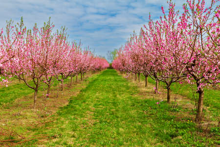 Blooming pink flowers and peach trees in the orchard.