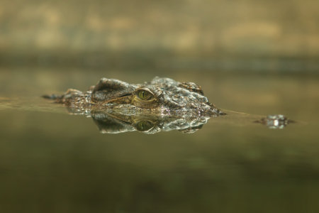 Gavial - Gavialis gangeticus - Portrait of a head reflected in water.