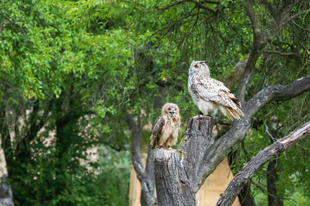 Falconry-headed owl in the park. In the background are green trees in the park.の写真素材