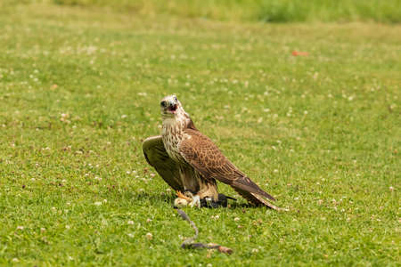 The falcon-led bird Raroh sits on a green field.