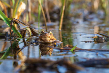 A large green frog in its natural habitat. Amphibian in water. Beautiful toad frog. Nice bokeh.の写真素材