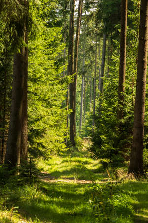 Forest Road. There are deciduous trees along the road. Trees make shadows.の写真素材