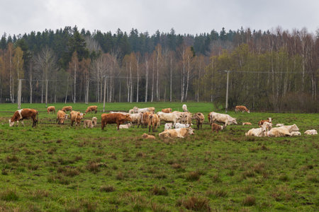 A herd of cows in a meadow in a corral.の写真素材
