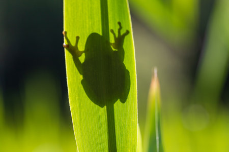 Hyla arborea - Green tree frog on a stalk. The background is green. The photo has a nice bokeh. Wild...