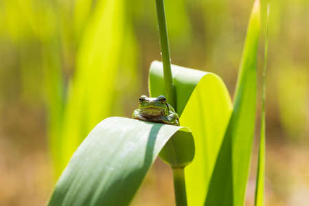 Hyla arborea - Green tree frog on a stalk. The background is green. The photo has a nice bokeh. Wild...